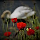 Klatschmohn mit Schwan oder Schwan mit Klatschmohn (I)