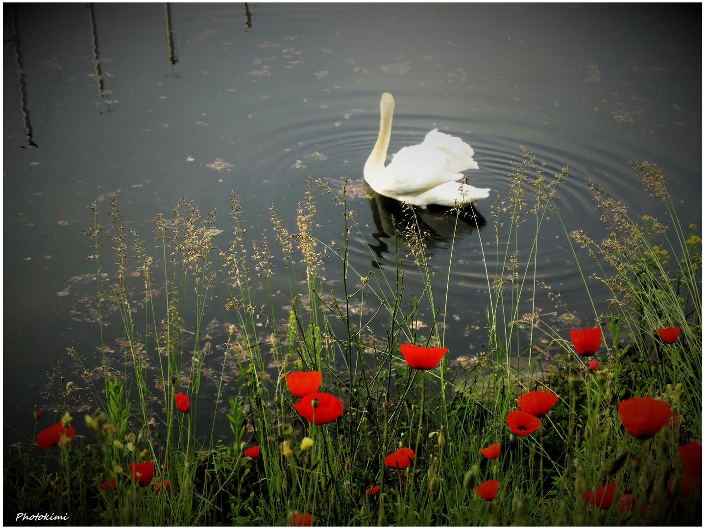 Klatschmohn mit Schwan oder Schwan mit Klatschmohn (II)