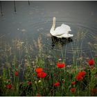 Klatschmohn mit Schwan oder Schwan mit Klatschmohn (II)