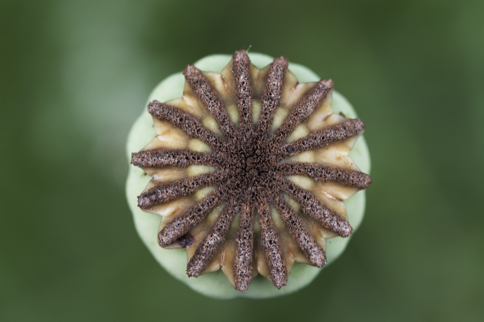 Klatschmohn mit seinen schönen Seiten