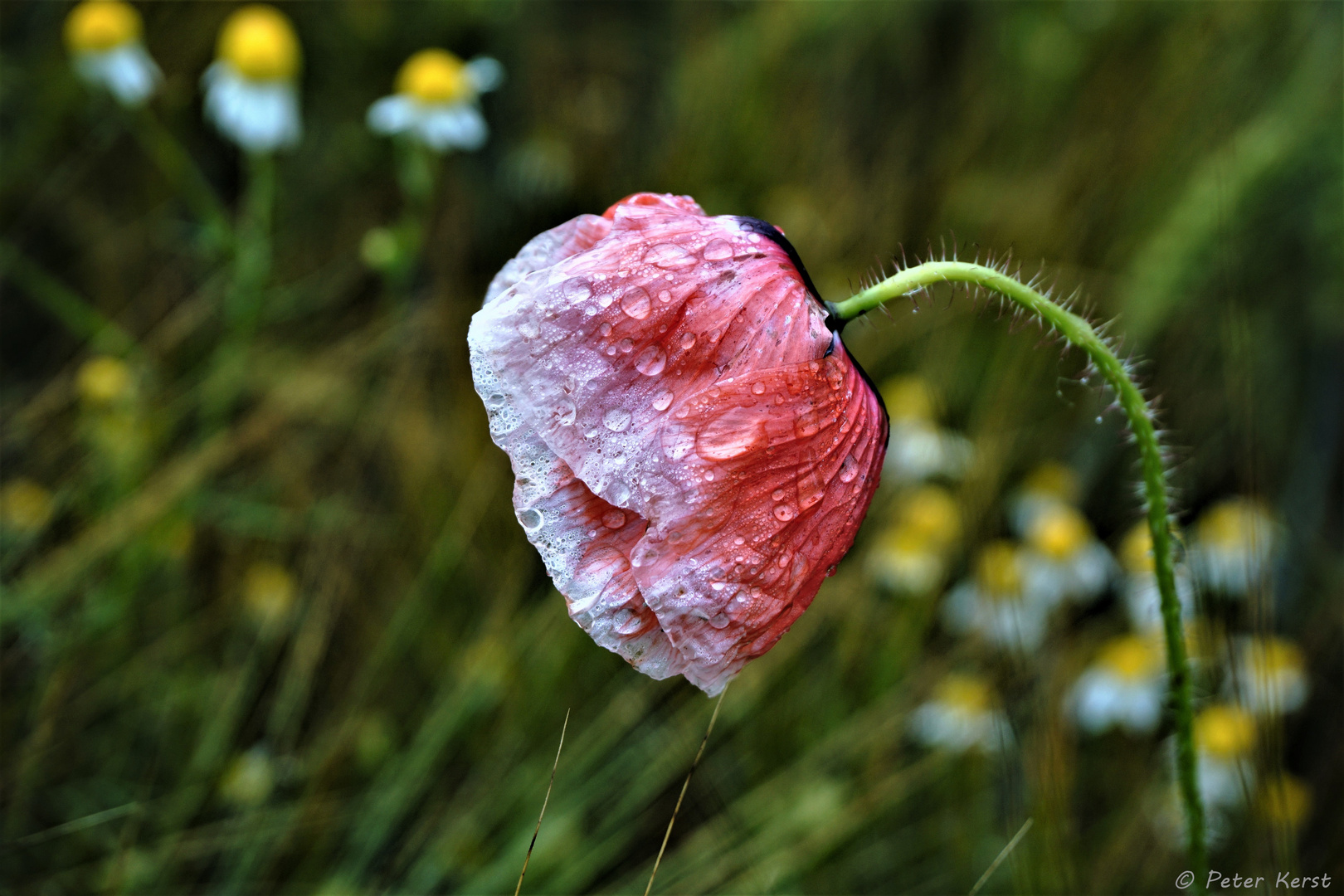 Klatschmohn mit Tautropfen