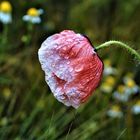 Klatschmohn mit Tautropfen