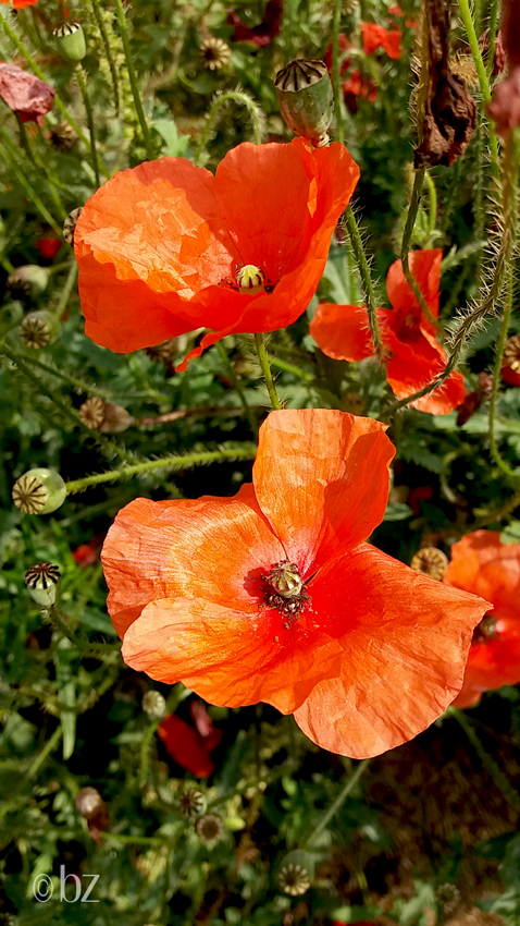 Klatschmohn, Mohnblume