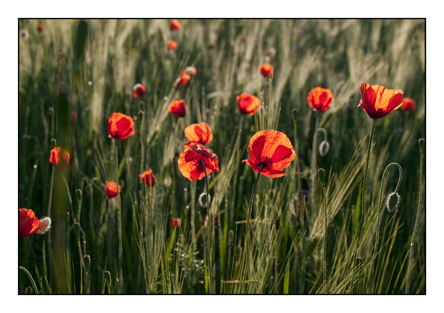 Klatschmohn | Münsterland