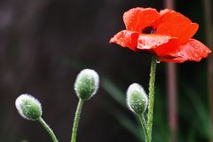 Klatschmohn nach dem Regen