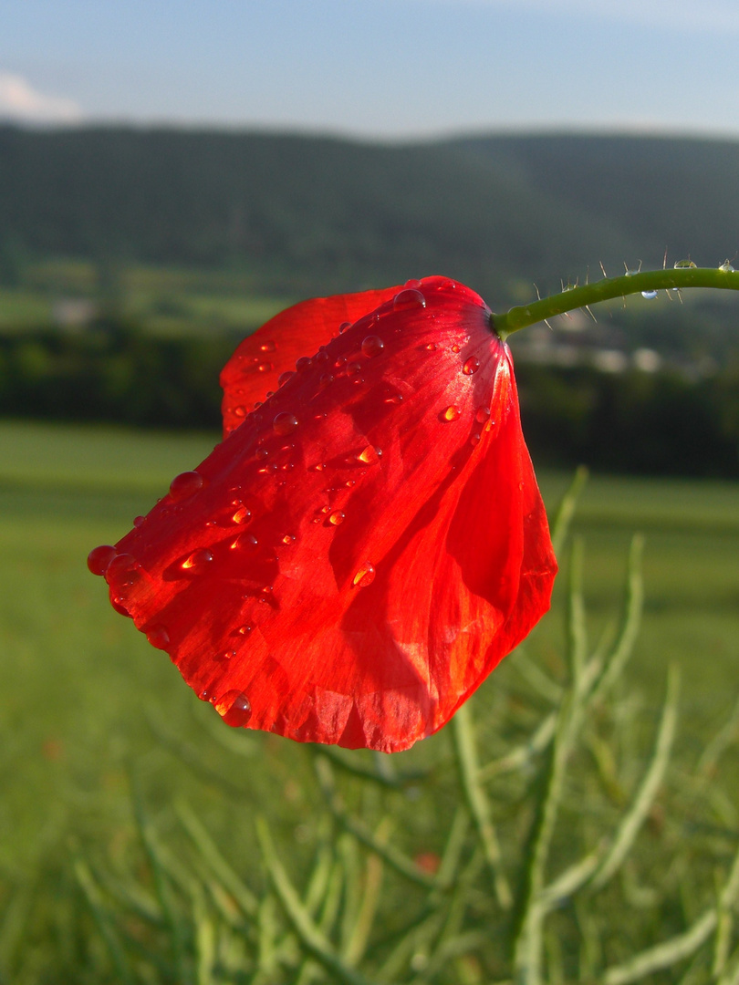 Klatschmohn nach Sommerregen