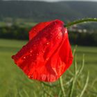 Klatschmohn nach Sommerregen