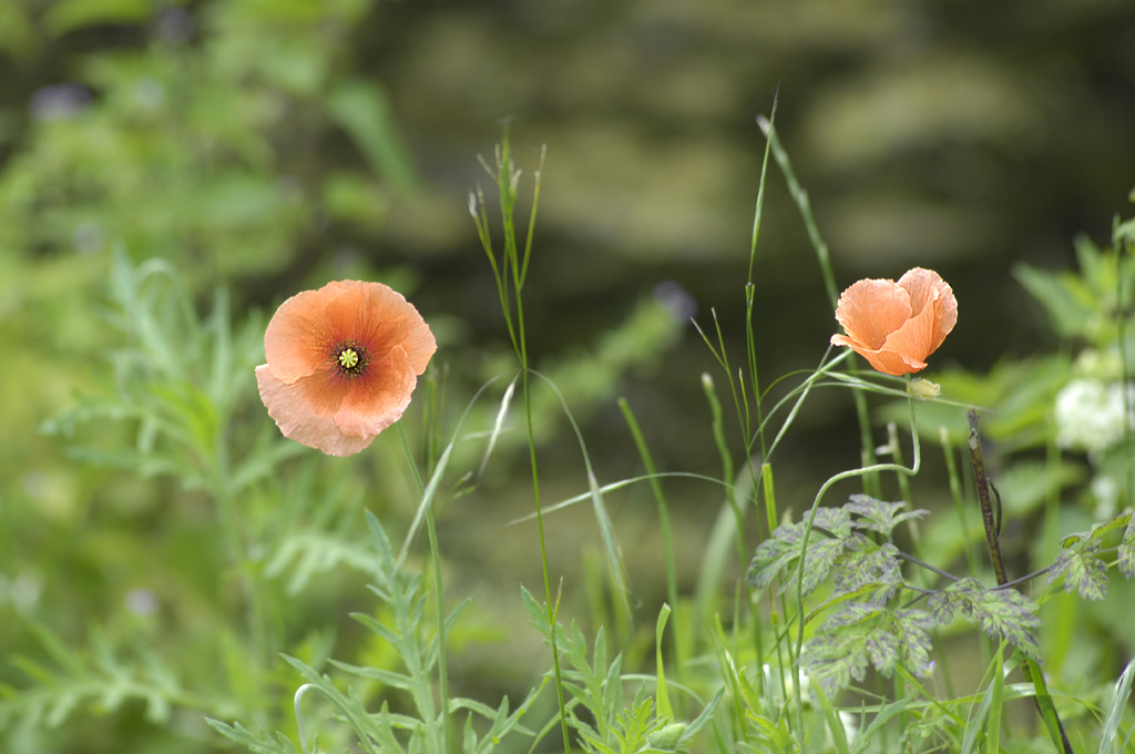 Klatschmohn (NSG Tibaum)