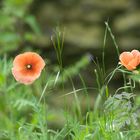 Klatschmohn (NSG Tibaum)