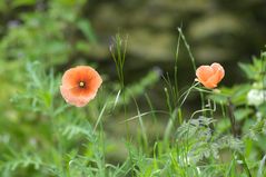 Klatschmohn (NSG Tibaum)