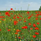 Klatschmohn Nummer 2  in der Nähe von Dohna...