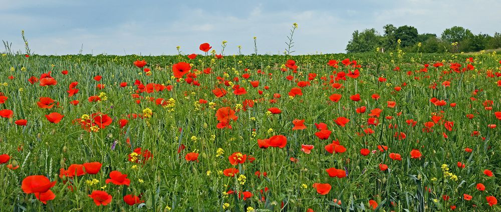 Klatschmohn Nummer 2  in der Nähe von Dohna...