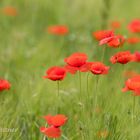 Klatschmohn oder auch Klatschrose genannt (Papaver rhoeas)