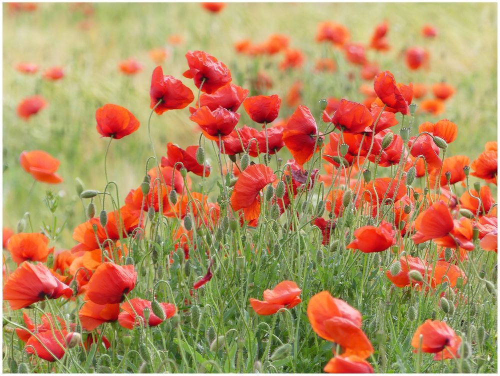 Klatschmohn P1150290