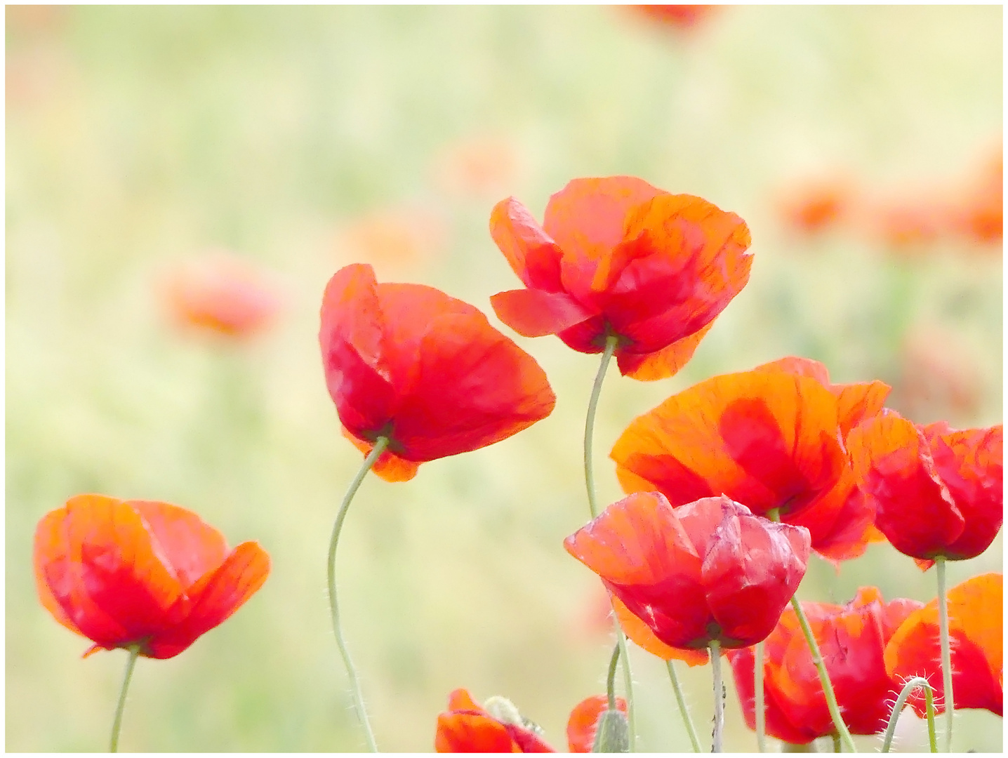 Klatschmohn P1150295 