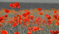 klatschmohn-pärchen in pose