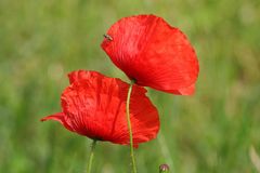 Klatschmohn (Papaver rhaeas)