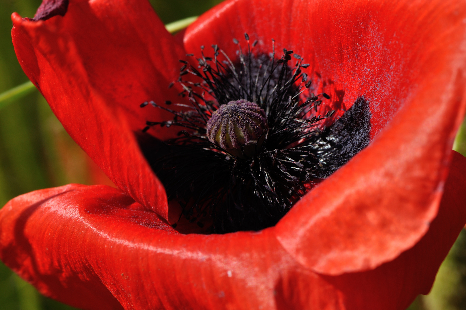 Klatschmohn (Papaver rhoeas)