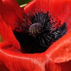 Klatschmohn (Papaver rhoeas)