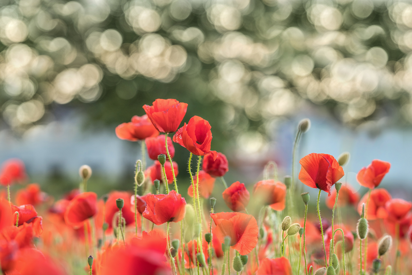 Klatschmohn (Papaver rhoeas)