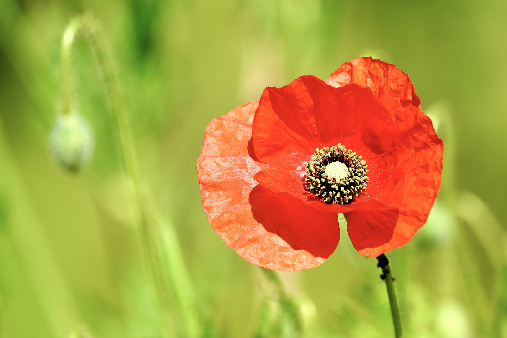 Klatschmohn (Papaver rhoeas)