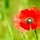 Klatschmohn (Papaver rhoeas)