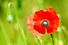 Klatschmohn (Papaver rhoeas)