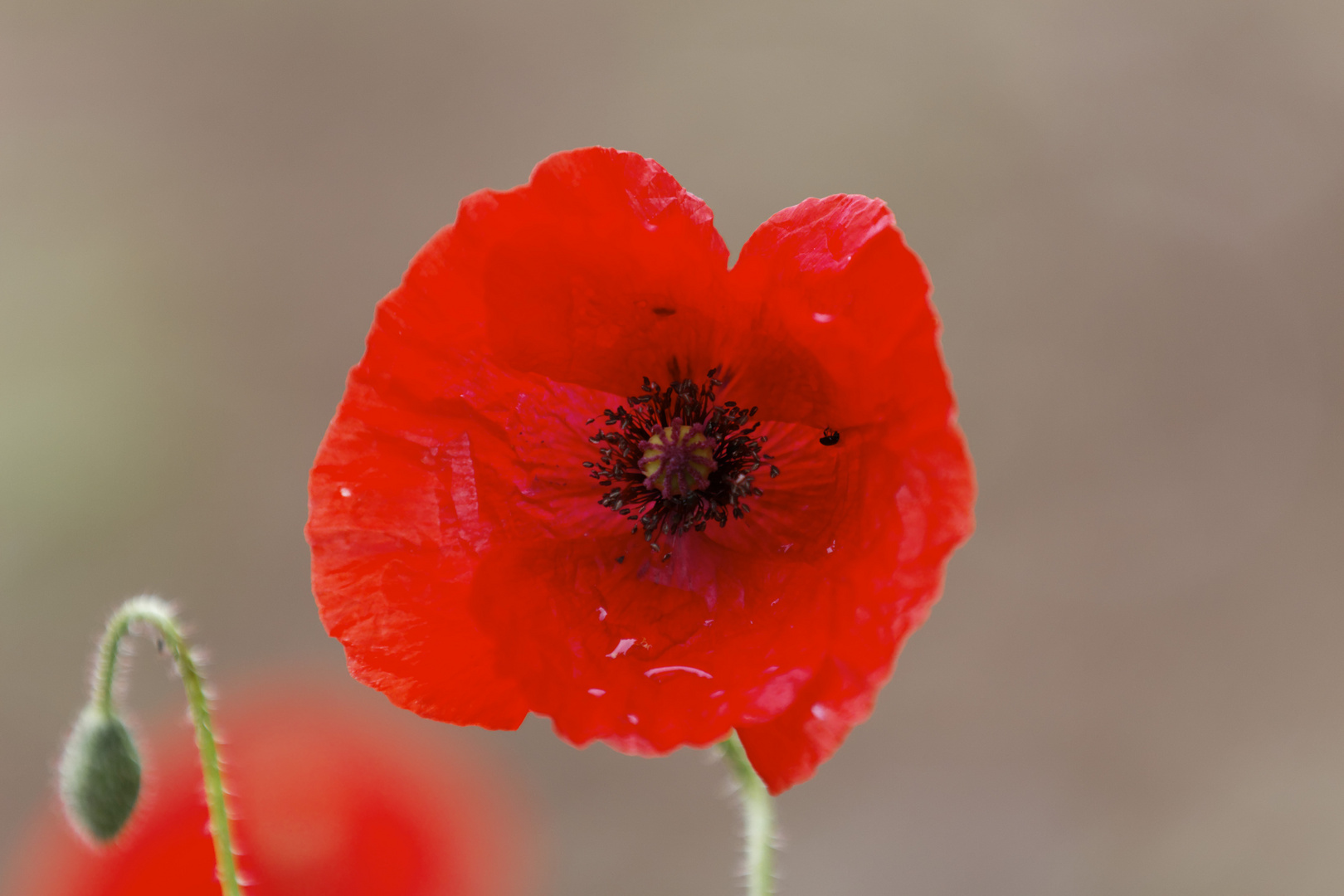 Klatschmohn (Papaver rhoeas)