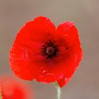 Klatschmohn (Papaver rhoeas)