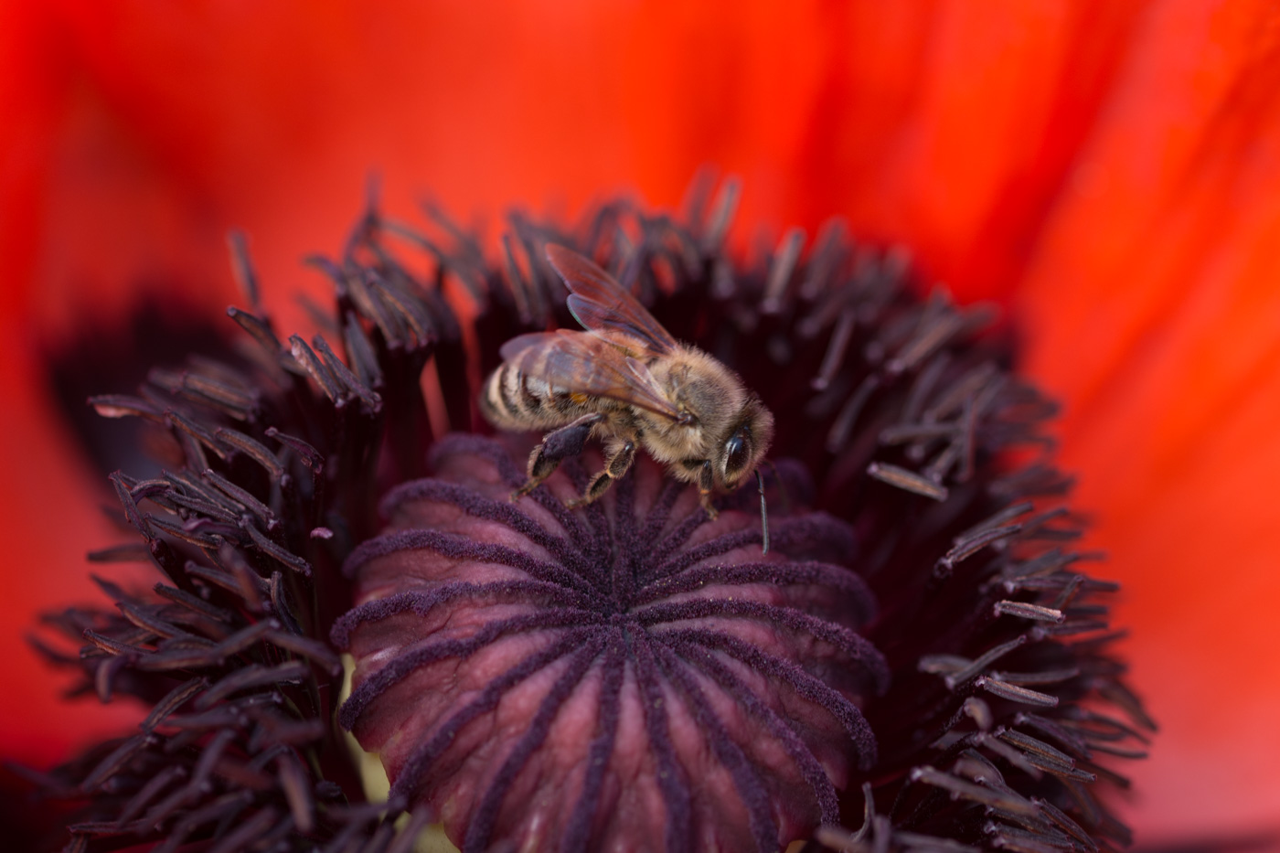 Klatschmohn (Papaver rhoeas)