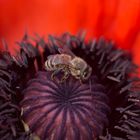 Klatschmohn (Papaver rhoeas)