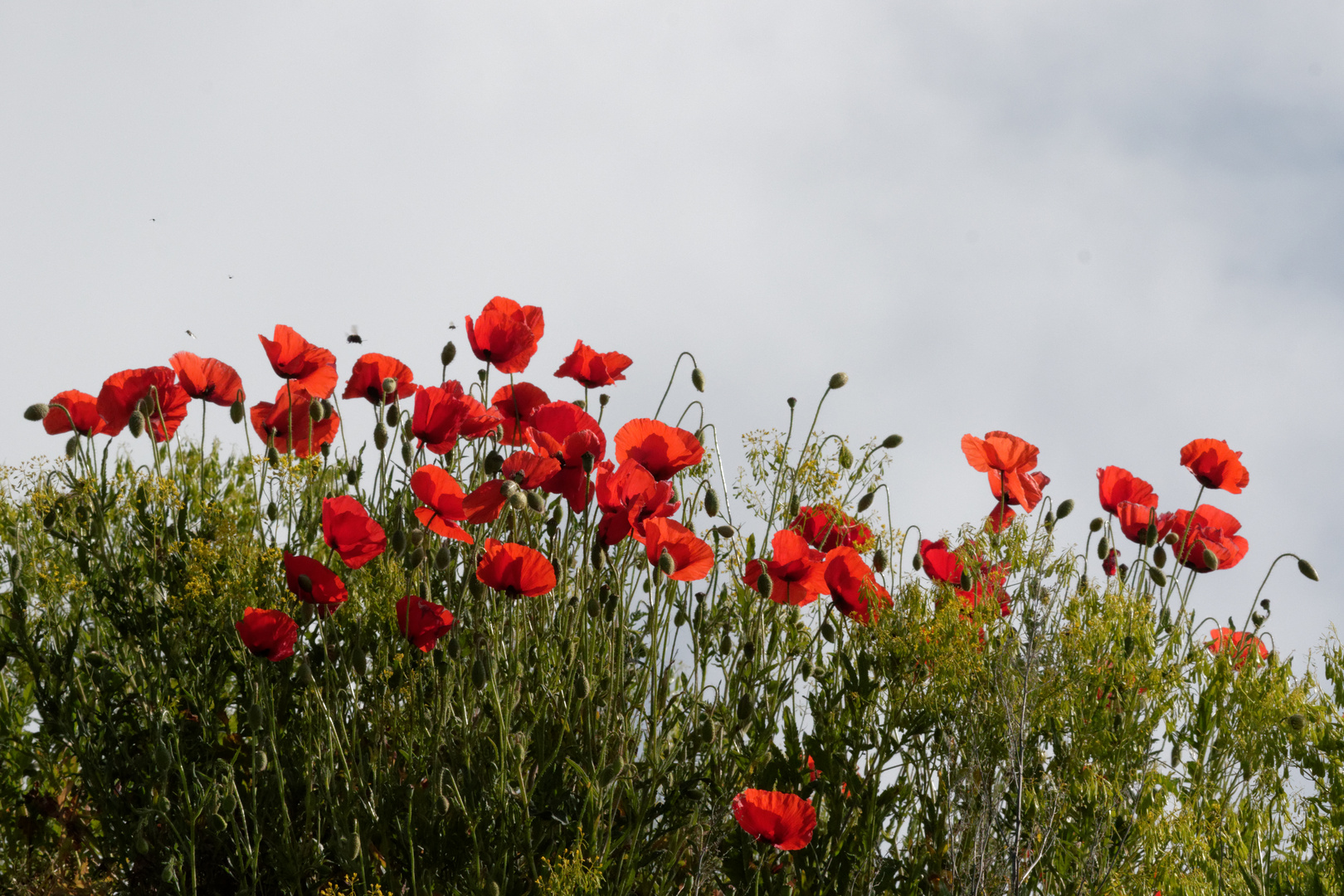 Klatschmohn (Papaver rhoeas) 1