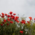 Klatschmohn (Papaver rhoeas) 1