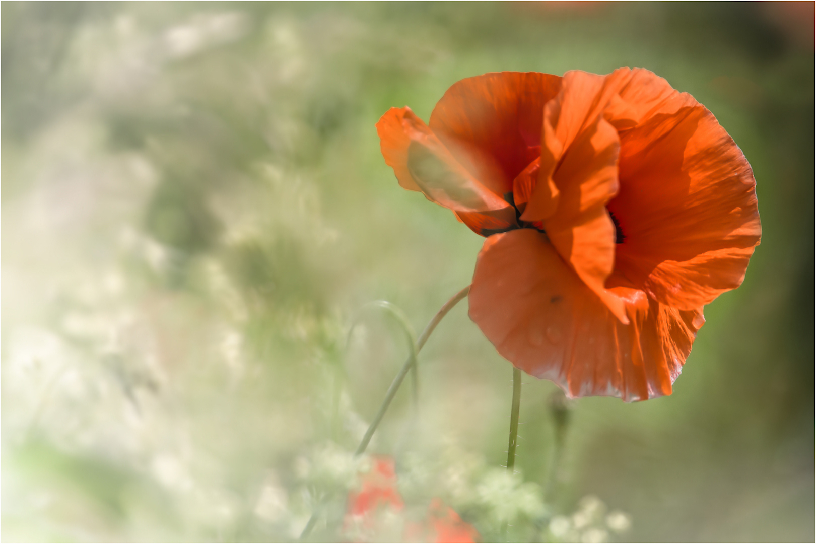 Klatschmohn (Papaver rhoeas)