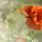 Klatschmohn (Papaver rhoeas)