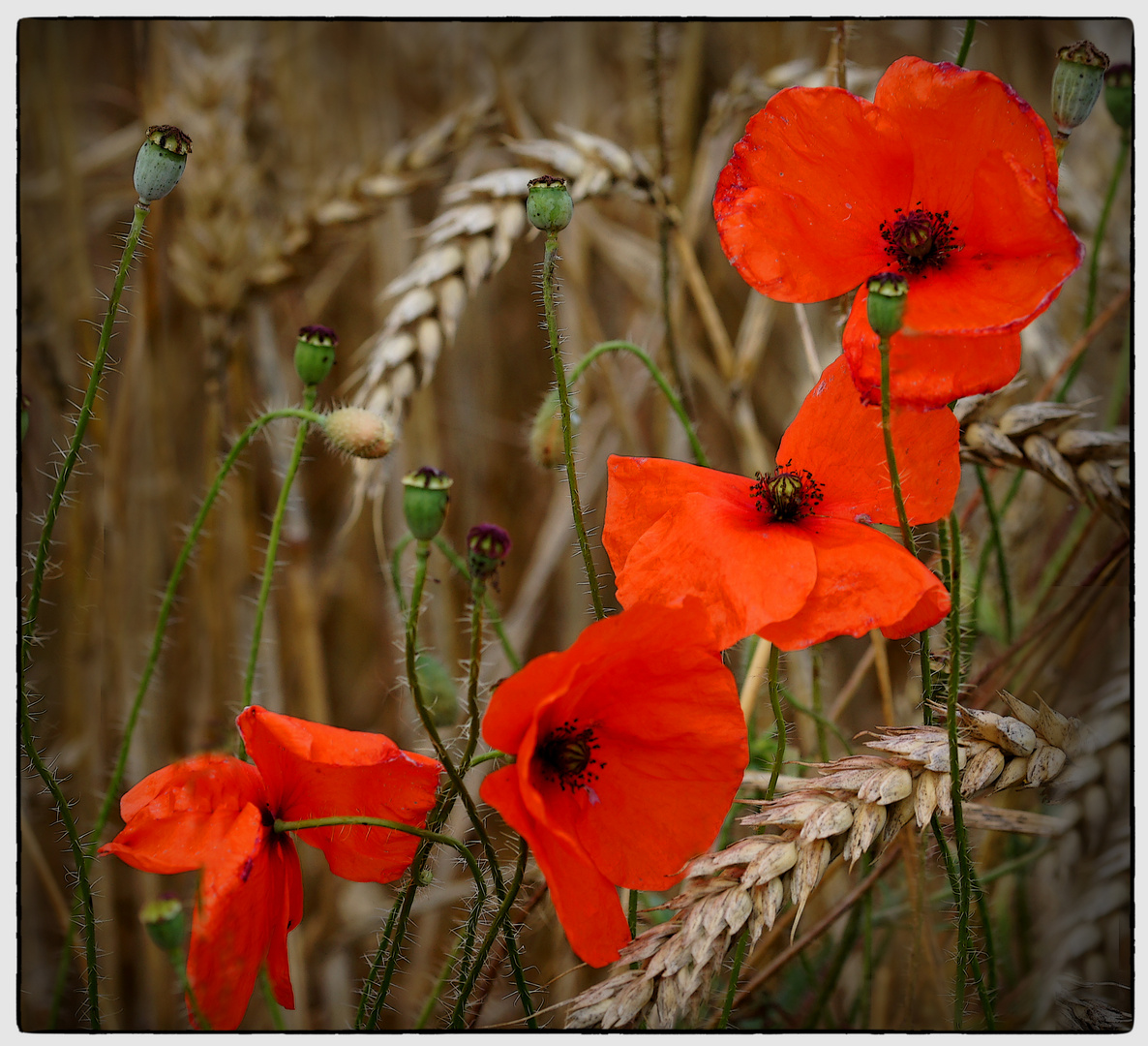  Klatschmohn  Papaver rhoeas