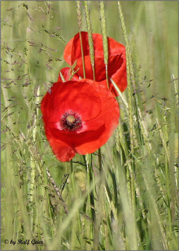 Klatschmohn (Papaver rhoeas)