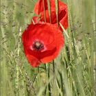 Klatschmohn (Papaver rhoeas)