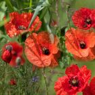 Klatschmohn (Papaver rhoeas)