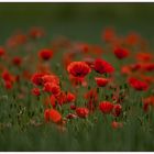 Klatschmohn (Papaver rhoeas)