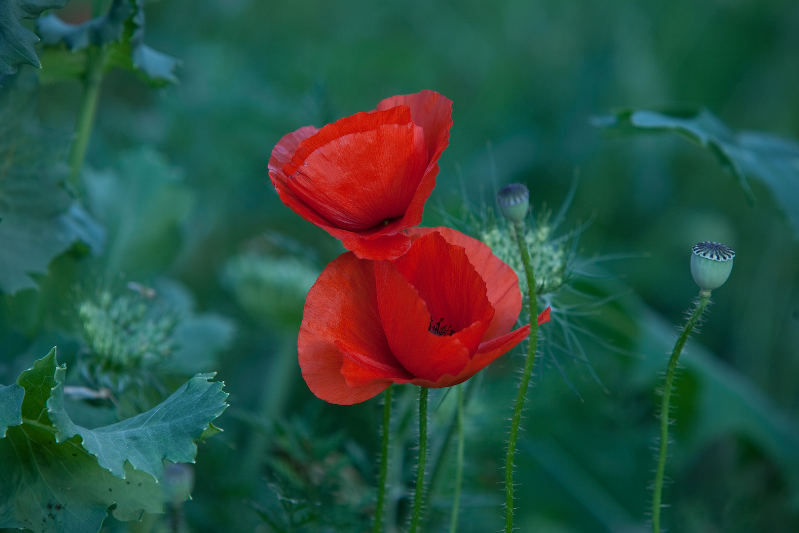 Klatschmohn – Papaver rhoeas