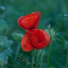 Klatschmohn – Papaver rhoeas