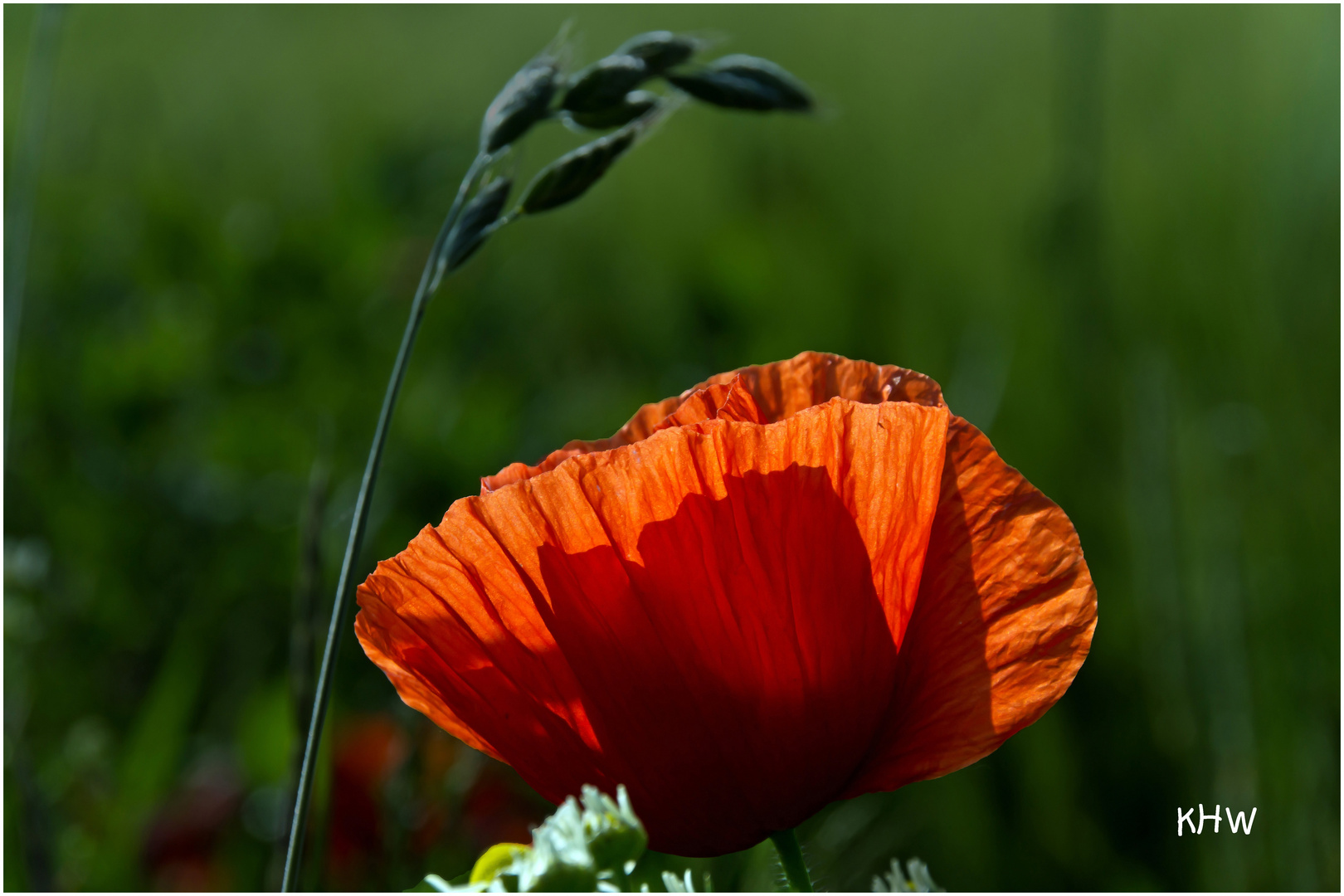 Klatschmohn (Papaver rhoeas)