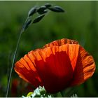 Klatschmohn (Papaver rhoeas)