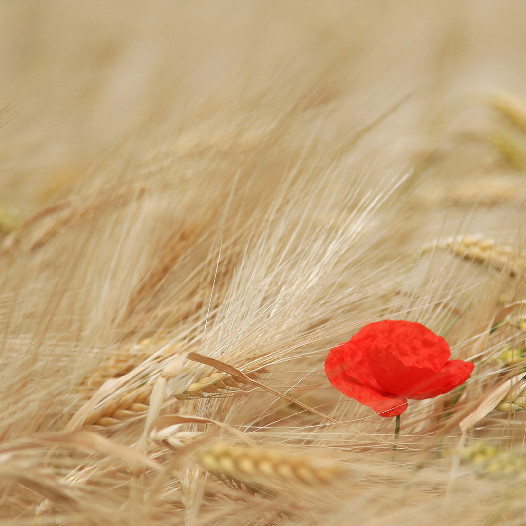 Klatschmohn ( Papaver rhoeas)