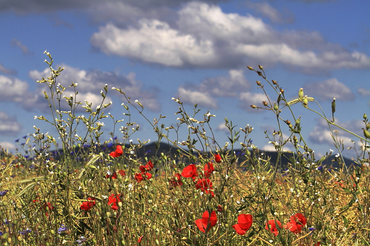 Klatschmohn (Papaver rhoeas)