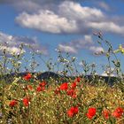 Klatschmohn (Papaver rhoeas)