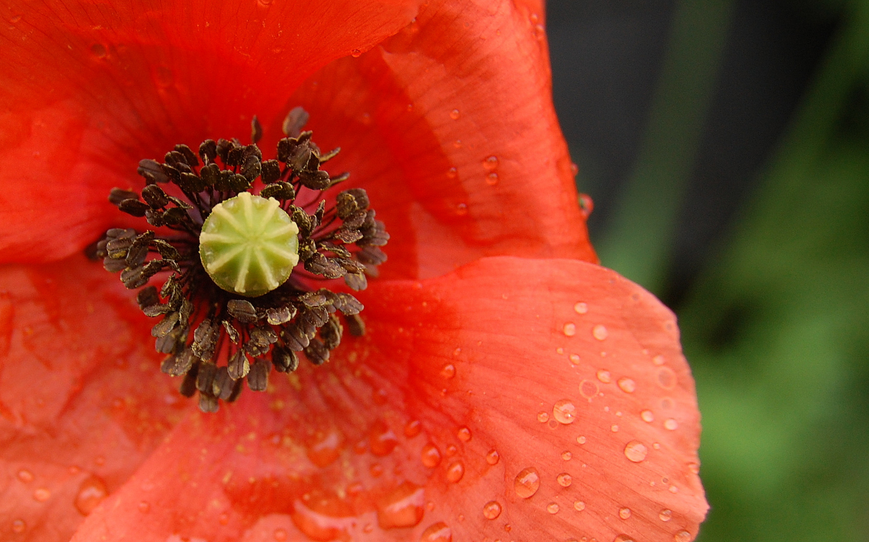 Klatschmohn (Papaver rhoeas)