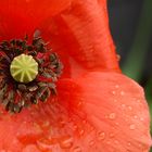 Klatschmohn (Papaver rhoeas)