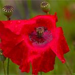 Klatschmohn (Papaver rhoeas).